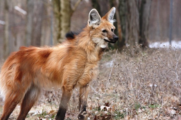 Maned Wolf